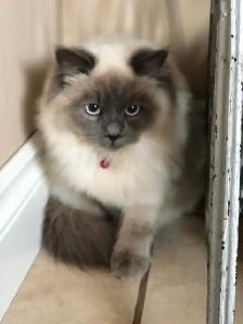 Beautiful purebred Ragdoll kittens looking for homes - Photo 6