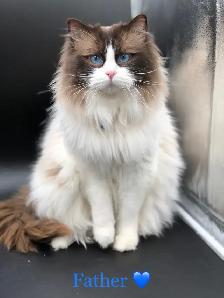Beautiful purebred Ragdoll kittens looking for homes - Photo 7