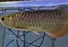 merlion premium asian arowana 18' - Photo 2