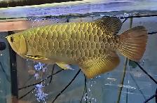 merlion premium asian arowana 18' - Photo 3