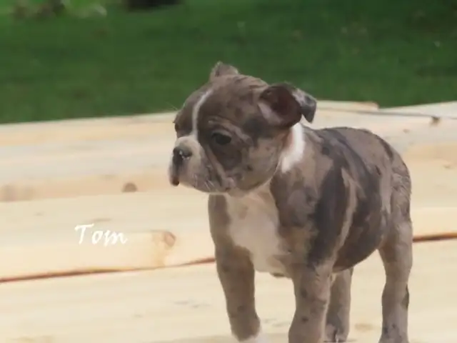 Boston male puppies