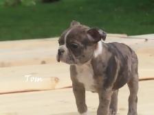 Boston male puppies