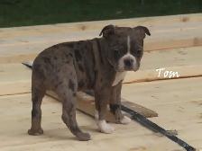 Boston male puppies - Photo 2