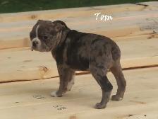 Boston male puppies - Photo 3