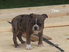 Boston male puppies - Photo 4