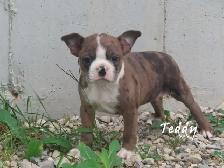 Boston male puppies - Photo 5