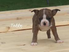 Boston male puppies - Photo 6