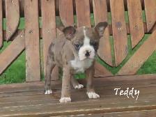 Boston male puppies - Photo 7