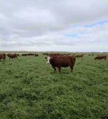 Premium Red & RBF Bred Heifers