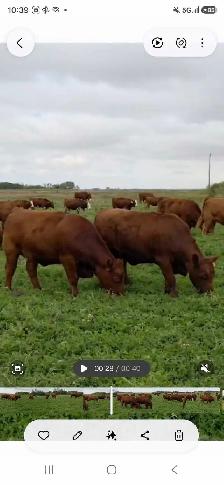 Premium Red & RBF Bred Heifers - Photo 3