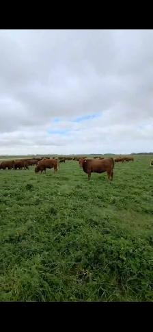 Premium Red & RBF Bred Heifers - Photo 4