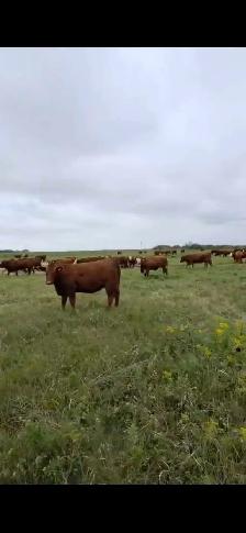 Premium Red & RBF Bred Heifers - Photo 5