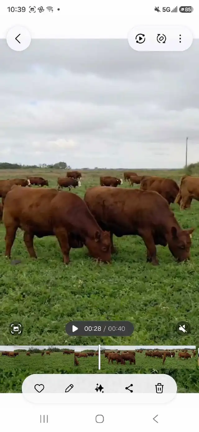 Premium Red & RBF Bred Heifers