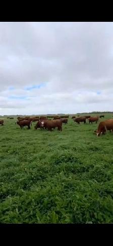 Premium Red & RBF Bred Heifers - Photo 2