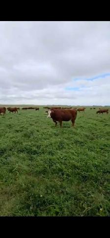Premium Red & RBF Bred Heifers - Photo 4