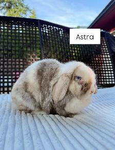 Spayed Female Holland Lop bunnies