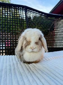 Spayed Female Holland Lop bunnies - Photo 3