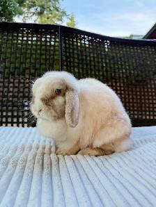 Spayed Female Holland Lop bunnies - Photo 4