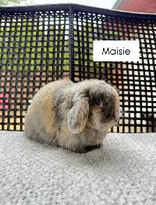 Spayed Female Holland Lop bunnies - Photo 5