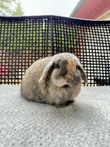 Spayed Female Holland Lop bunnies - Photo 6