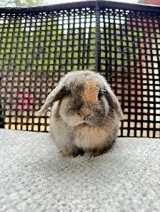 Spayed Female Holland Lop bunnies - Photo 7