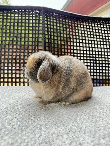 Spayed Female Holland Lop bunnies - Photo 8