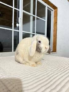 Sweet Male Holland Lop Bunny