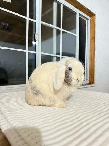 Sweet Male Holland Lop Bunny - Photo 2