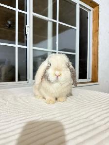 Sweet Male Holland Lop Bunny - Photo 3