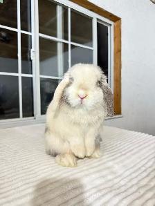 Sweet Male Holland Lop Bunny - Photo 4