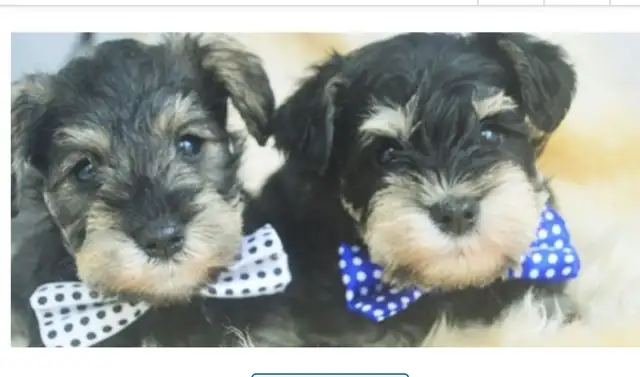 Quality Miniature Schnauzers - New Litter due September