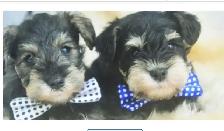 Quality Miniature Schnauzers - New Litter due September