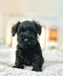 Quality Miniature Schnauzers - New Litter due September - Photo 2