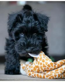 Quality Miniature Schnauzers - New Litter due September - Photo 3