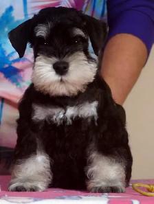 Quality Miniature Schnauzers - New Litter due September - Photo 4