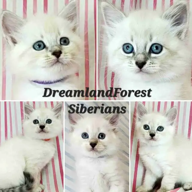 Hypoallergenic TICA Registered Siberian Kittens
