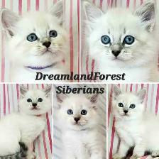 Hypoallergenic TICA Registered Siberian Kittens