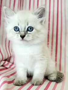 Hypoallergenic TICA Registered Siberian Kittens - Photo 2