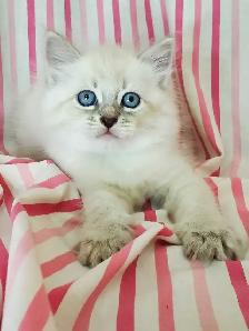 Hypoallergenic TICA Registered Siberian Kittens - Photo 3