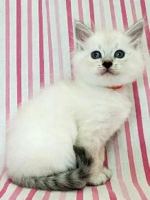 Hypoallergenic TICA Registered Siberian Kittens - Photo 4