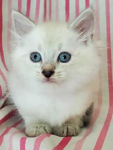 Hypoallergenic TICA Registered Siberian Kittens - Photo 5