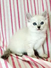 Hypoallergenic TICA Registered Siberian Kittens - Photo 6