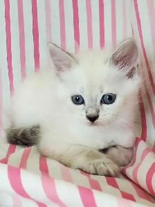 Hypoallergenic TICA Registered Siberian Kittens - Photo 7
