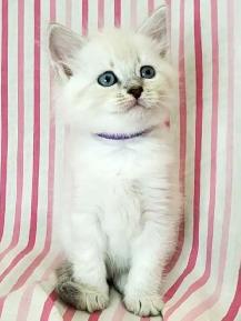 Hypoallergenic TICA Registered Siberian Kittens - Photo 8