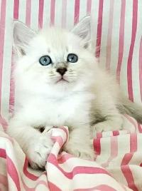 Hypoallergenic TICA Registered Siberian Kittens - Photo 9