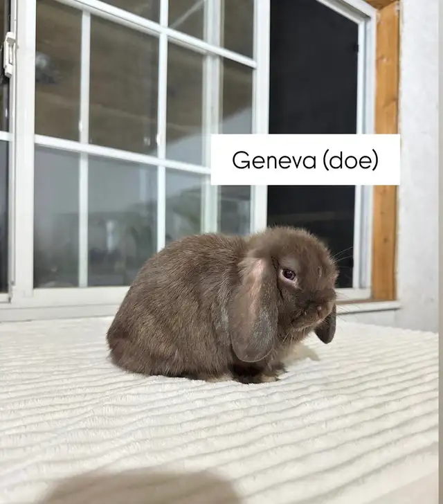 Adorable Holland Lop baby bunnies