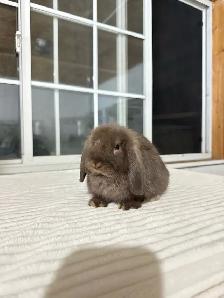Adorable Holland Lop baby bunnies - Photo 2