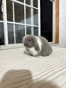 Adorable Holland Lop baby bunnies - Photo 4