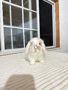 Adorable Holland Lop baby bunnies - Photo 6