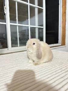 Adorable Holland Lop baby bunnies - Photo 9